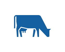 Программа для мясного скота