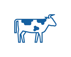 Рацион молочных коров