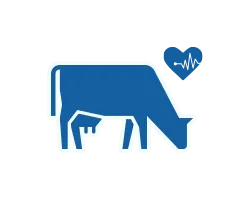 Программа здоровья коров