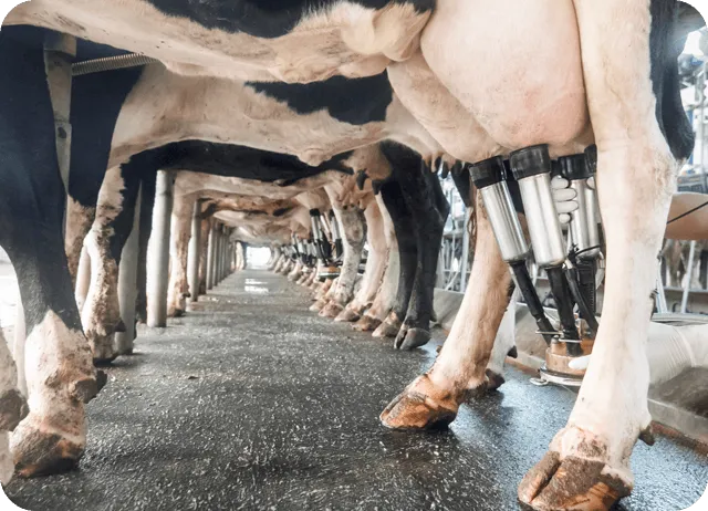 Оптимизированные параметры для молочных коров