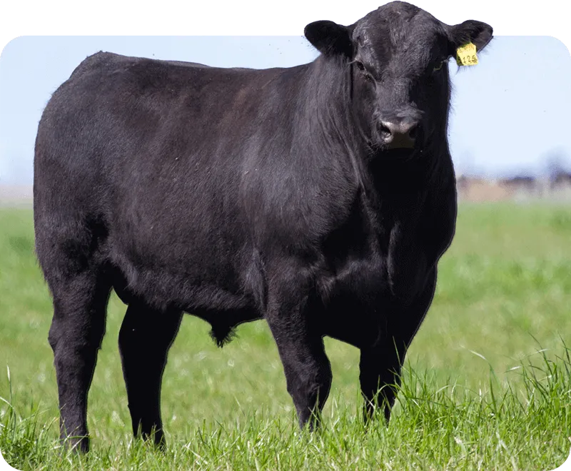 Применение рациона и управление запасами кормов