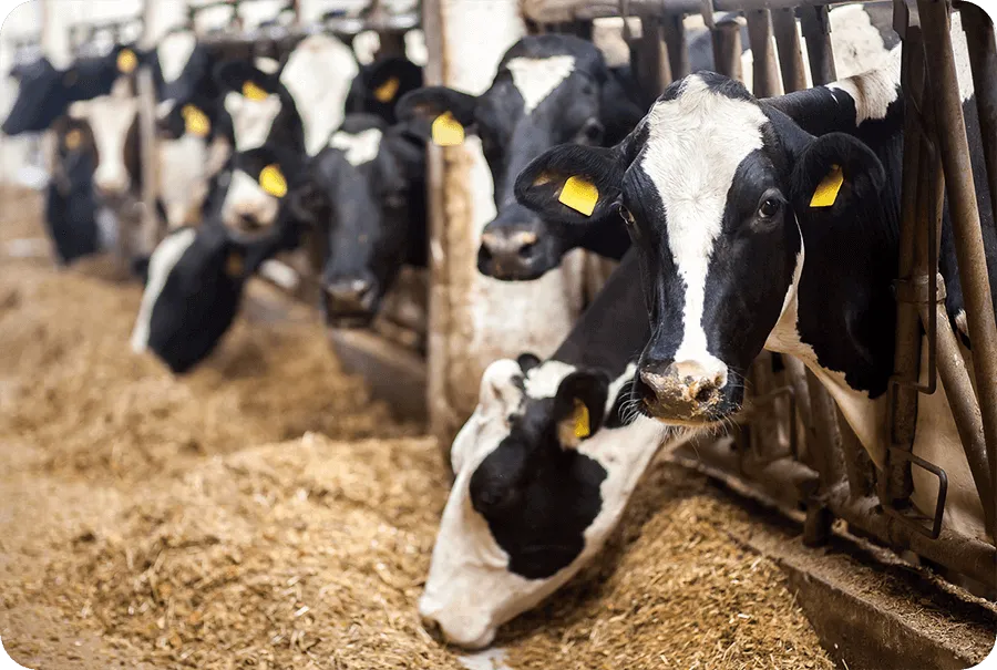 Изображение корма