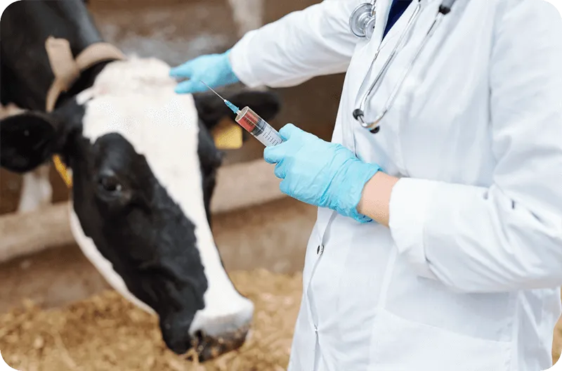 Программа здоровья стада