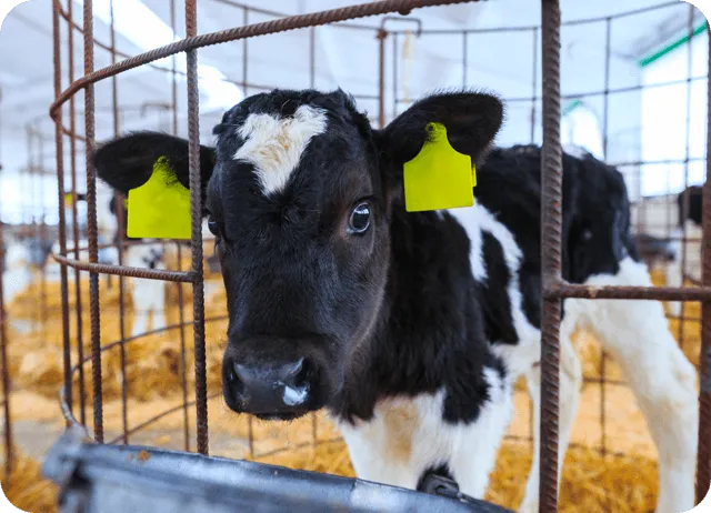 Таблица контроля отелов и охоты